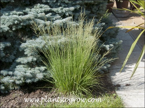 Moorflame Purple Moor Grass (Molinia caerulea)